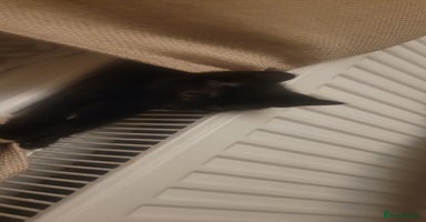 Domestic Shorthair cats - Advert 6