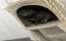 Russian Blue cats for sale: (FREE)Gorgeous 2 year old female cat for adoption  - Image 3
