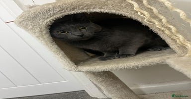 Russian Blue cats - Advert 5