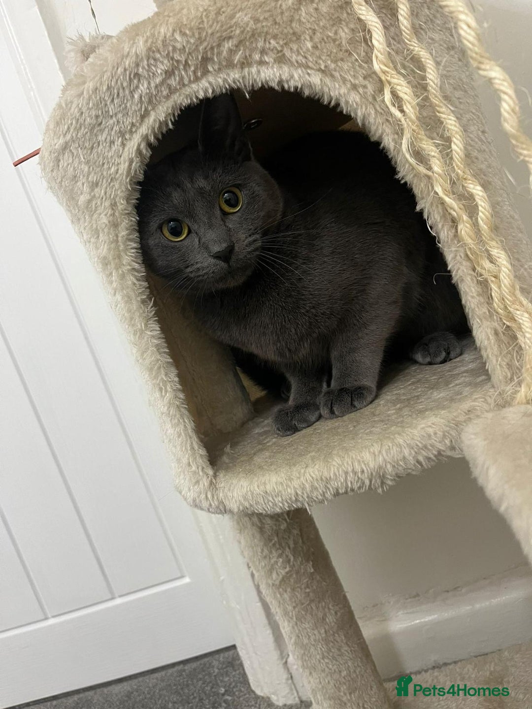 Russian Blue cats for sale: (FREE)Gorgeous 2 year old female cat for adoption  - Image 3