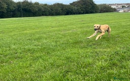 Lurcher dogs for sale: Sandy  - Image 2
