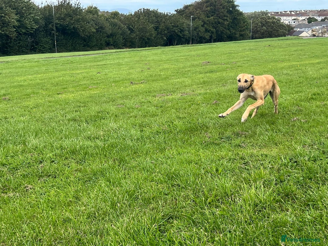 Lurcher dogs for sale: Sandy  - Image 2