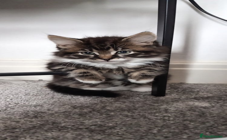 Mixed Breed cats Beautiful fluffy baby boy. - Advert 1