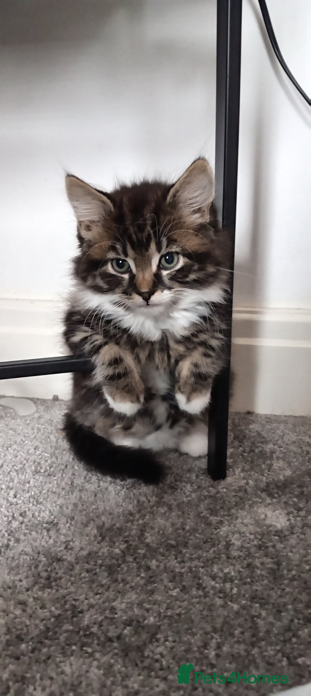 Mixed Breed cats for sale: Beautiful fluffy baby boy. - Advert 1