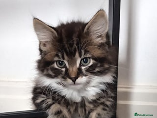Mixed Breed cats Beautiful fluffy baby boy. - Advert 1