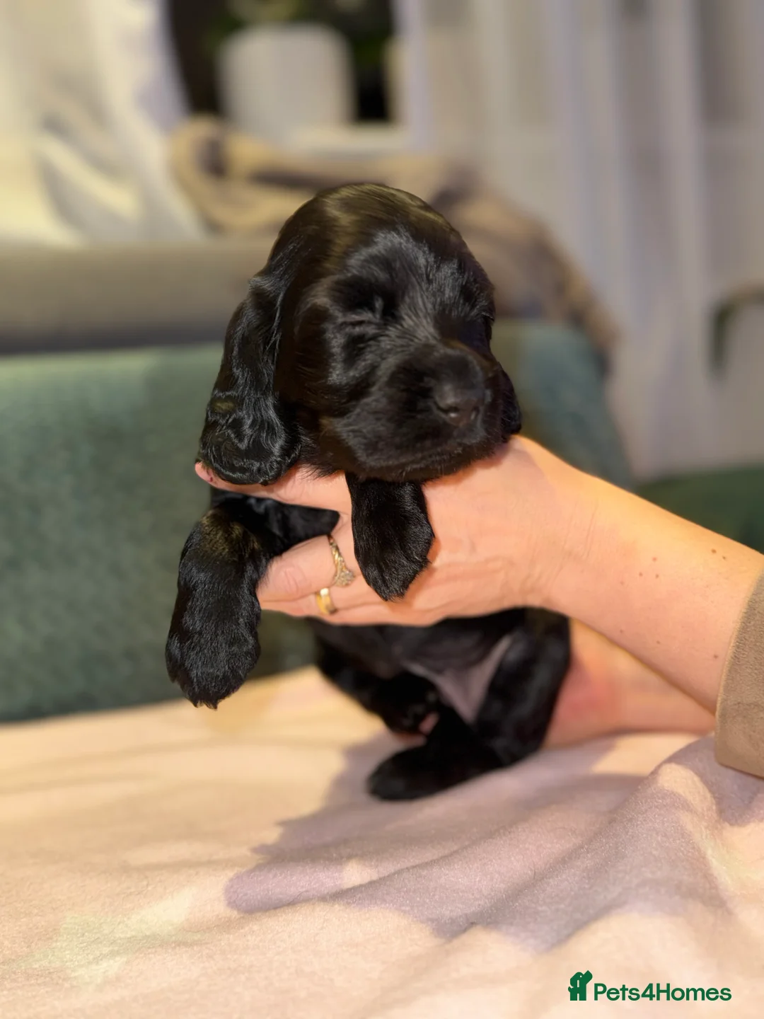 Cocker Spaniel dogs for sale: Adorable cocker spaniel puppies - Advert 37
