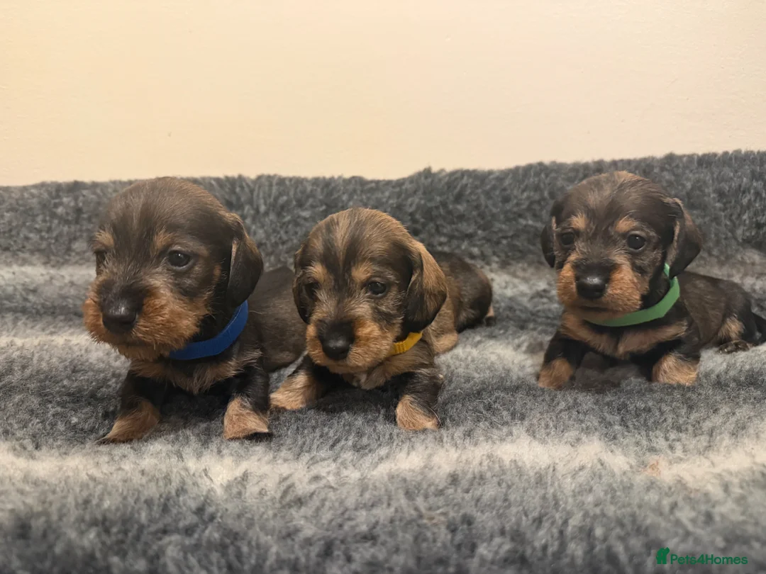 Dachshund dogs for sale: Traditional Teckle pups  - Advert 2