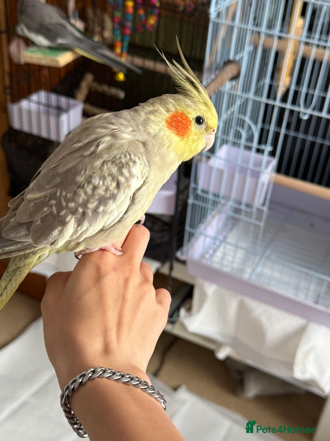 Cockatiels birds for sale: Two female cockatiels. Roughly a year old each - Image 4
