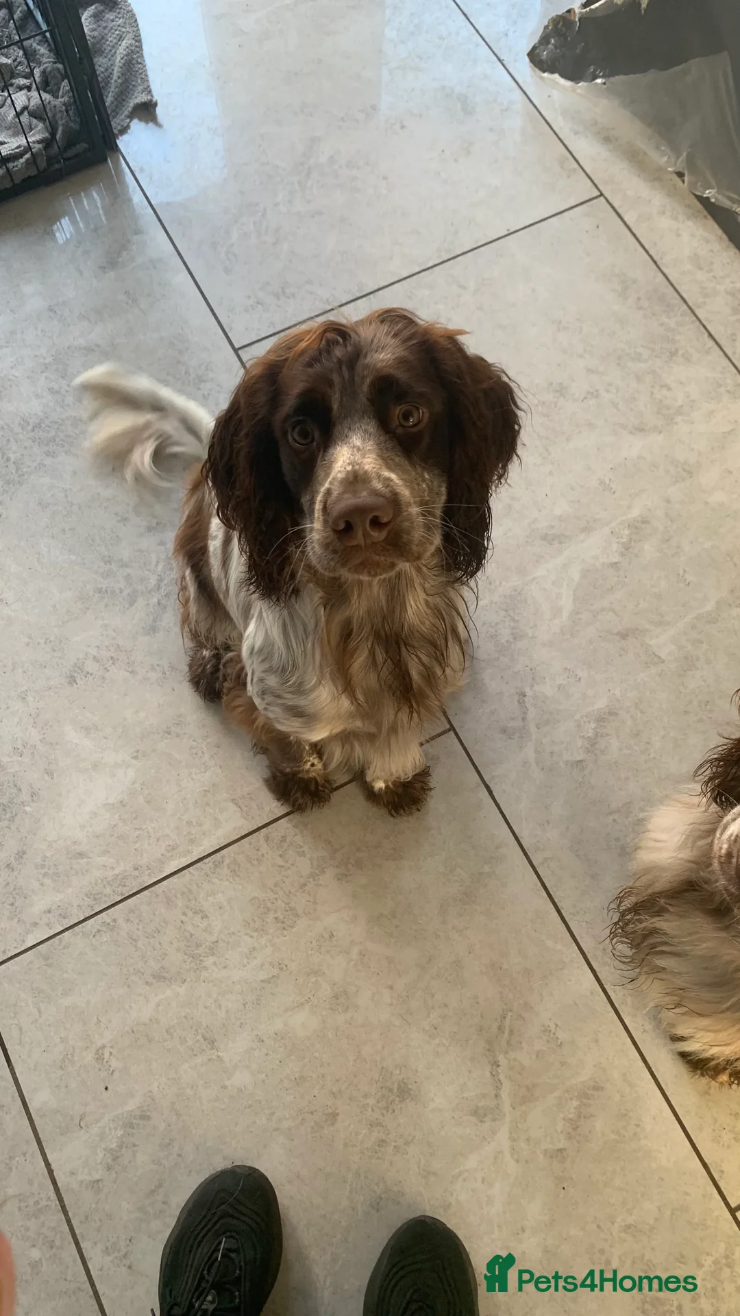 Sprocker dogs for stud: Sprocker for stud  in Blackwood - Advert 7