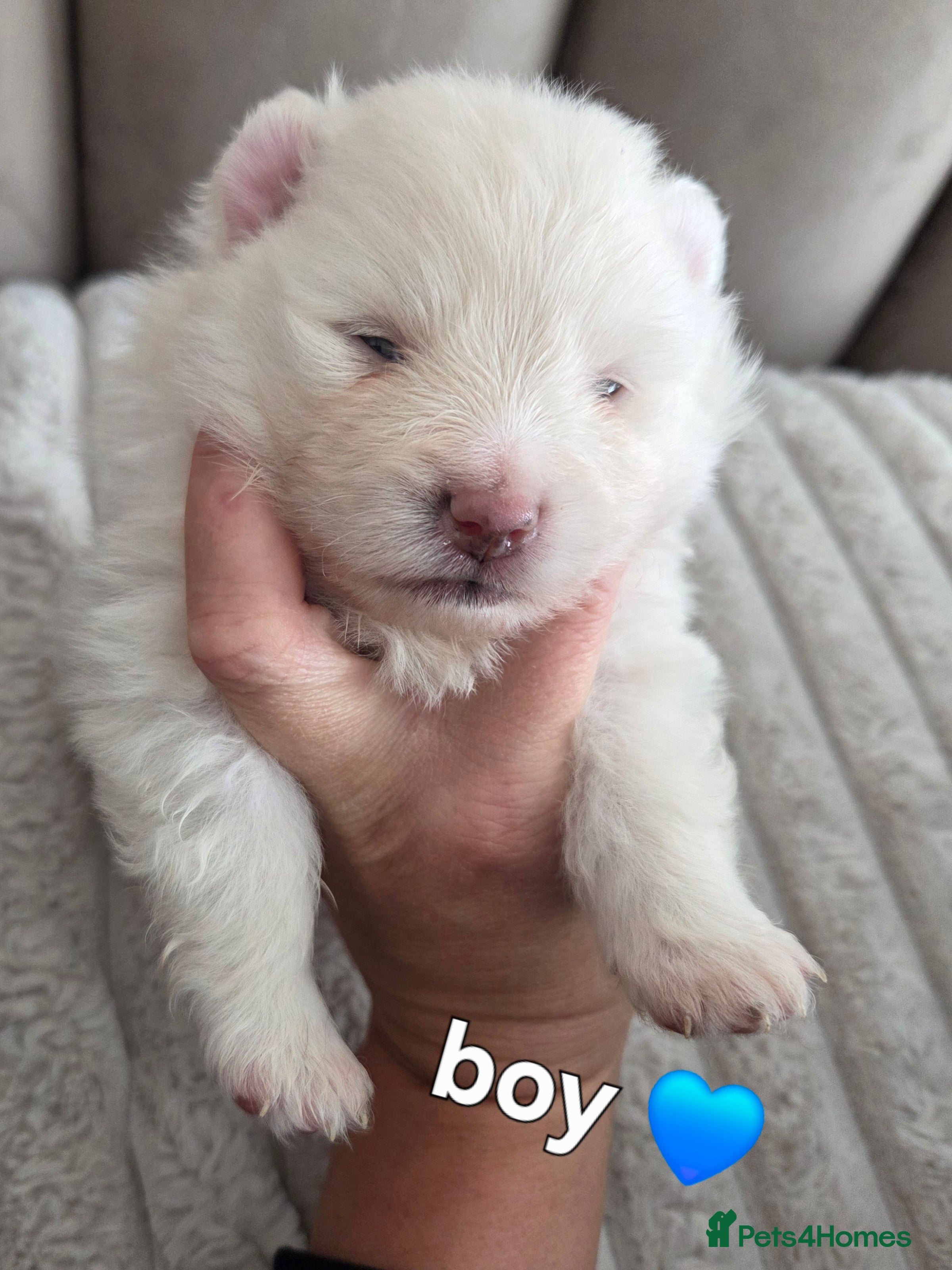 Pomeranian dogs Our beautiful litter of rainbow poms  - Advert 11