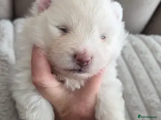 Pomeranian dogs Our beautiful litter of rainbow poms - Advert 11