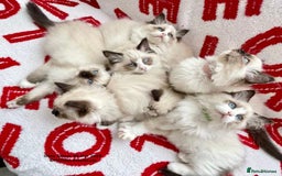Ragdoll cats for sale: 🐾Stunning Ragdoll Kittens🧬DNA🏆ChampParents🐾 - Image 5