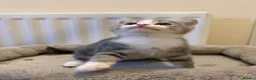Scottish Fold cats for sale: 4 Scottish fold x Scottish straight  - Advert 7