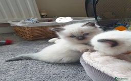 Ragdoll cats for sale: 5 fully seal point ragdoll kittens  - Image 17