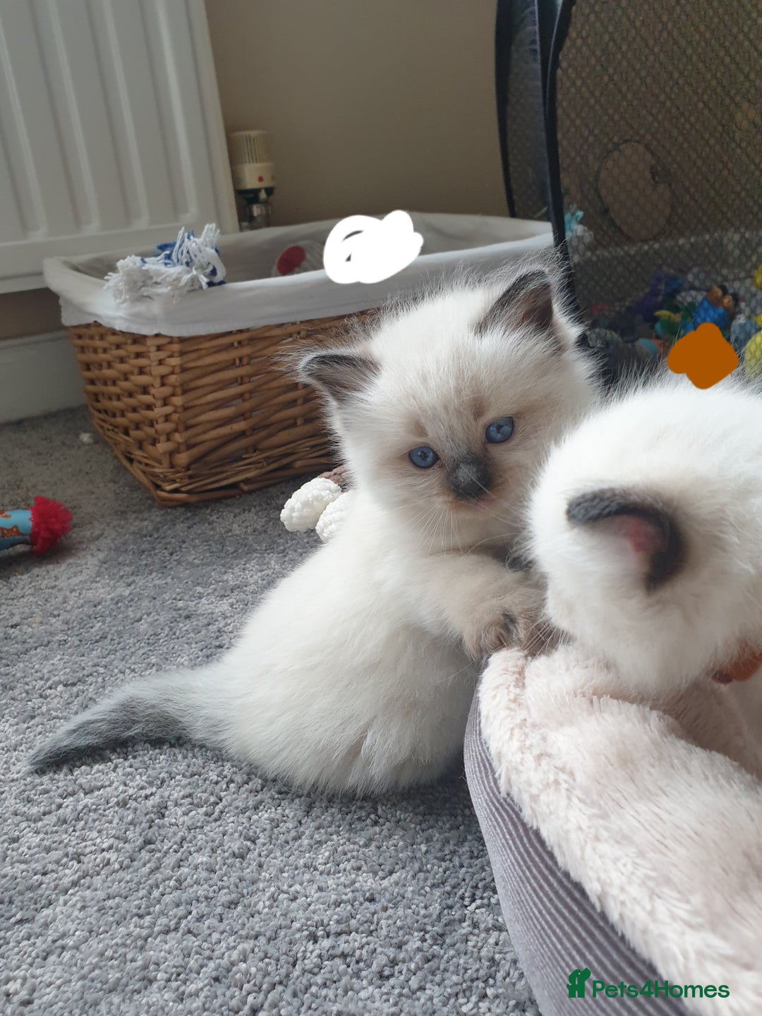 Ragdoll cats for sale: 5 fully seal point ragdoll kittens  - Image 17