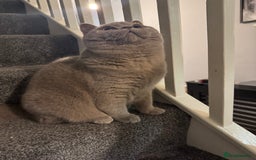 British Shorthair cats for stud: Bexivia BSH HUGO Lilac British Shorthair STUD ONLY in Luton - Image 7