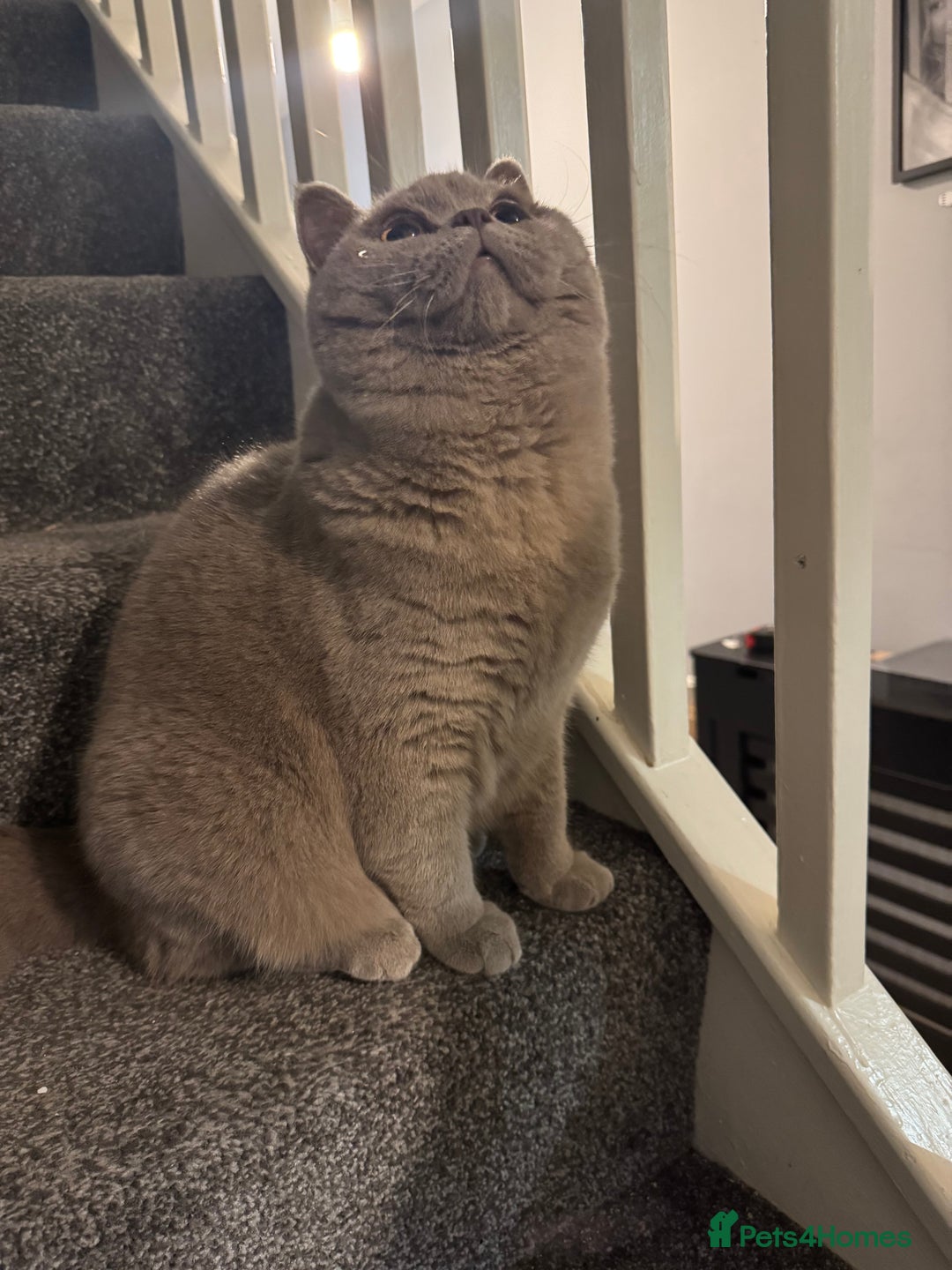 British Shorthair cats for stud: Bexivia BSH HUGO Lilac British Shorthair STUD ONLY in Luton - Image 7