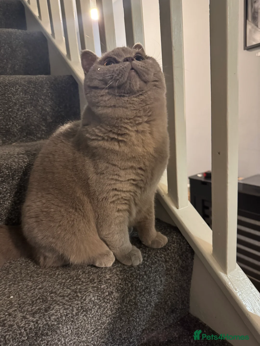 British Shorthair cats for stud: Bexivia BSH HUGO Lilac British Shorthair STUD ONLY in Luton - Advert 8
