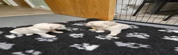 French Bulldog dogs for sale: Ready to leave now Rare Platinum French bulldogs   - Advert 8