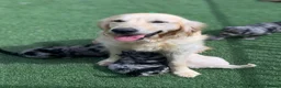 Mini Goldendoodle dogs for sale: 10 lovely little bundles of joy - Advert 4