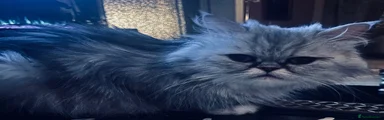 Persian 4