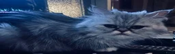 Persian cats for sale: Persian chinchilla cross kittens  in Newcastle upon Tyne - Advert 4