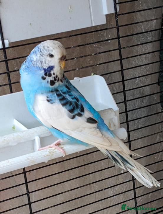 Budgerigars birds Female budgerigar - Advert 3