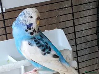 Budgerigars birds Female budgerigar - Advert 1