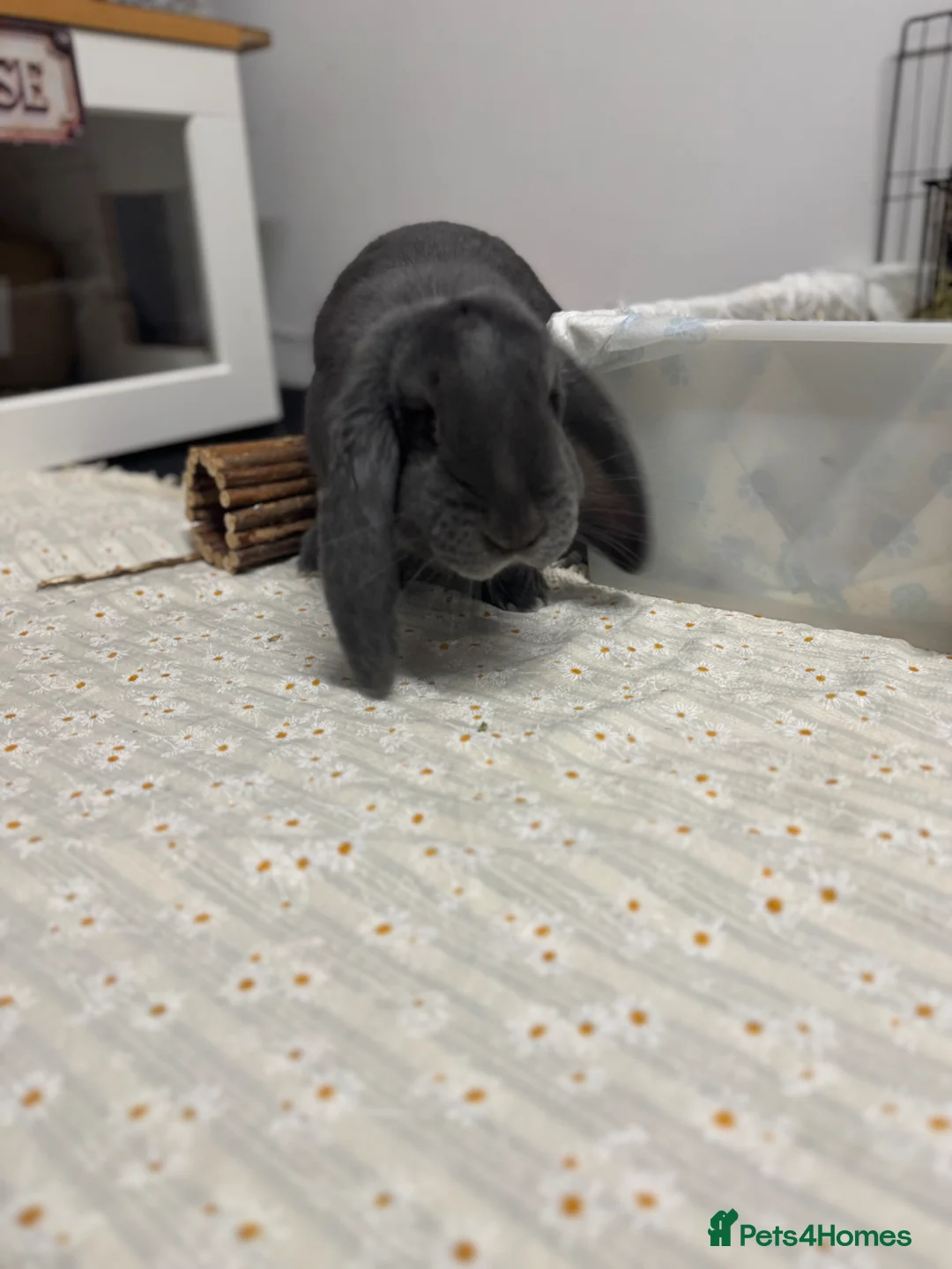 French Lop rabbits for sale: Stunning full blue FRENCH LOP female doe - Advert 8