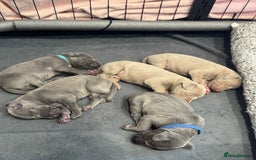 Weimaraner dogs for sale: 🐾 KC Registered Weimaraner Puppies 🐾 - Image 3