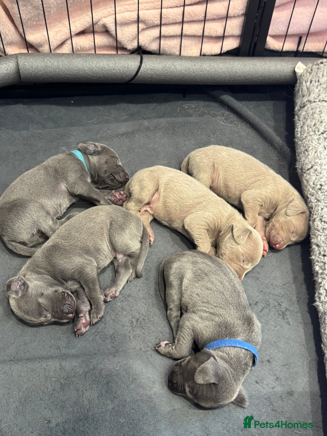 Weimaraner dogs for sale: 🐾 KC Registered Weimaraner Puppies 🐾 - Image 3
