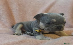 French Bulldog dogs for sale: Beautiful French Bulldog Puppies - Image 19