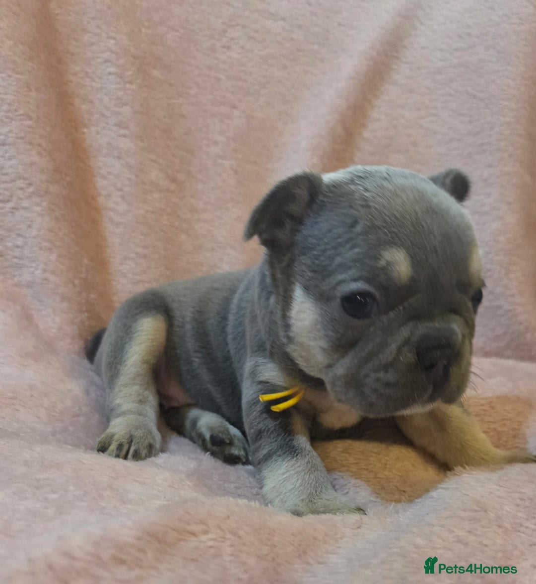 French Bulldog dogs for sale: Beautiful French Bulldog Puppies - Image 19