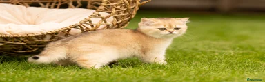 British Shorthair Kitten 2