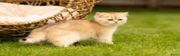 British Shorthair cats for sale: Blue Golden GCCF British Shorthair Kittens - Advert 6