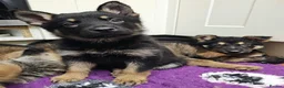 German Shepherd dogs for sale: KC Registered & Health Tested Working Line Puppies - Advert 22