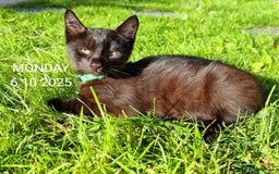 Mixed Breed cats for sale: Norwegian x pixiebob kittens mix available  - Image 7
