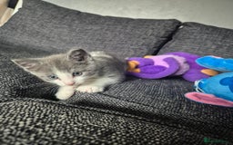 Mixed Breed cats for sale: 2 gorgeous mixed colour boys - Image 3