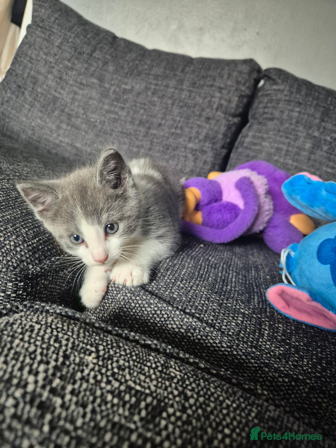 Mixed Breed cats for sale: 2 gorgeous mixed colour boys - Image 3