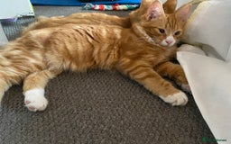 British Shorthair cats for sale: A cute family of 3 - Image 1