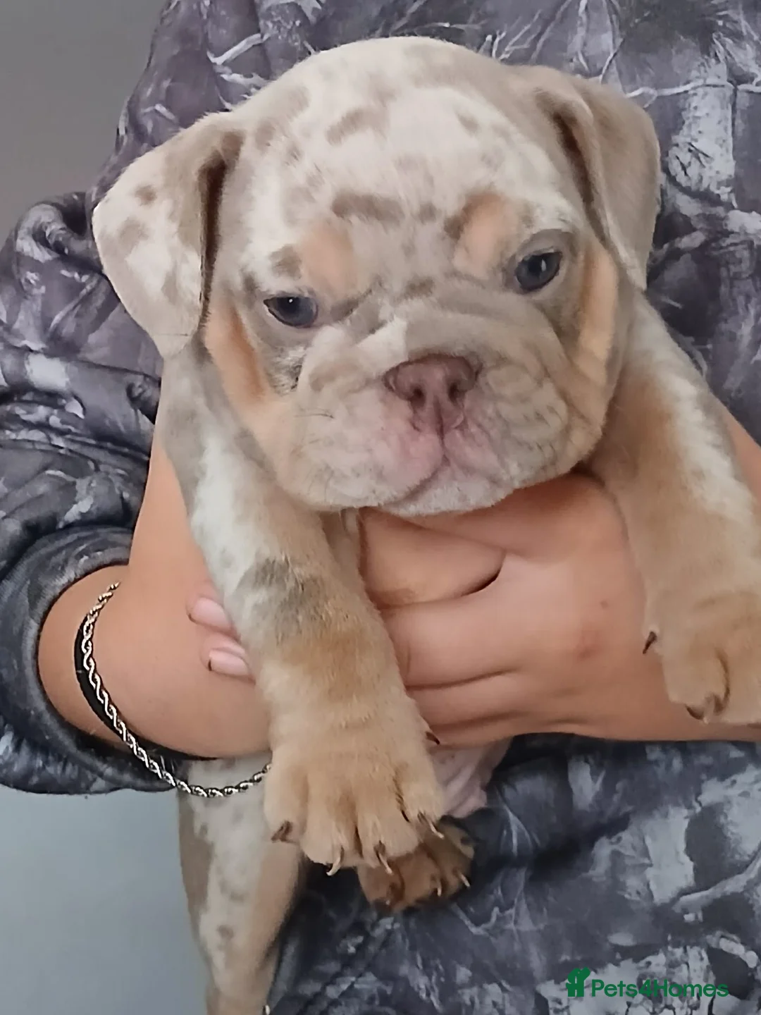 English Bulldog dogs for sale: KC registered Bulldogs for Sale in Knottingley - Advert 6