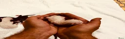 Mixed Breed cats for sale: Our Home to Yours – Snow’s Beautiful Second Litter - Advert 4