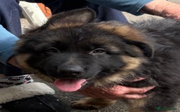 German Shepherd dogs for sale: Beautiful GSD puppies - Image 3