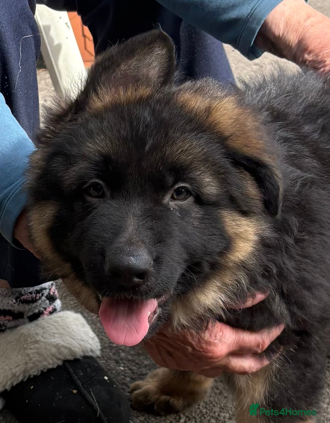 German Shepherd dogs for sale: Beautiful GSD puppies - Image 3