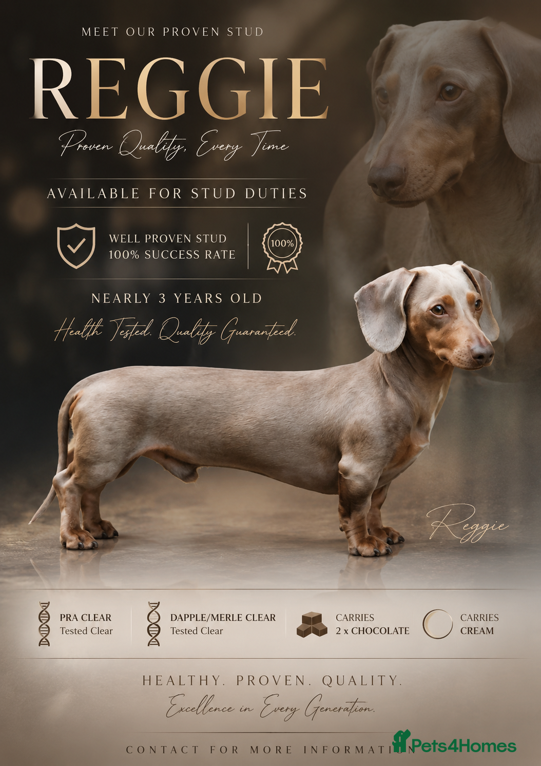Miniature Dachshund dogs PROVEN KC Reg Miniature dachshund stud isabellatan - Advert 2
