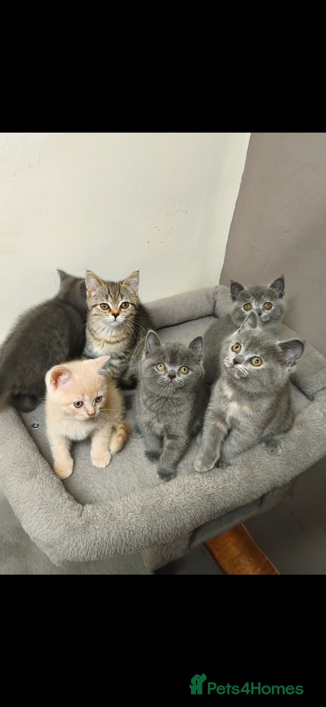 British Shorthair cats for sale: British Shorthair Kittens Imported Parents  - Advert 31