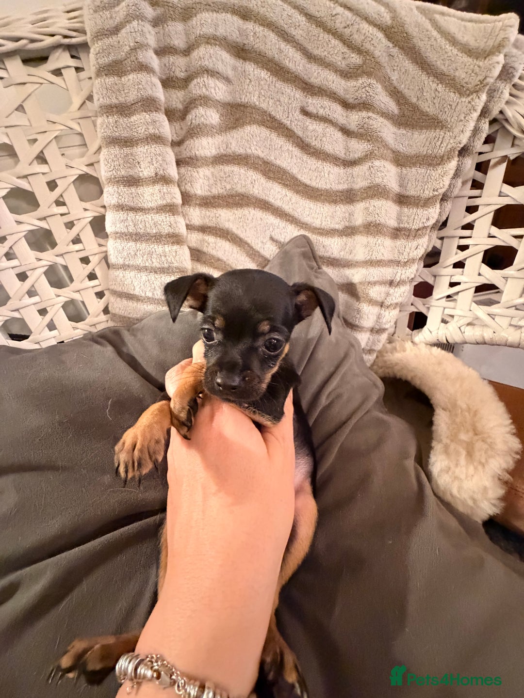 Russian Toy Terrier dogs for sale: Cutest little friend for life  - Advert 14