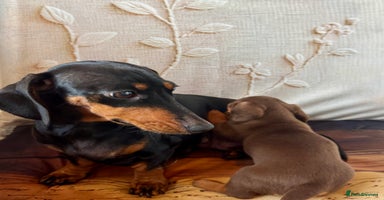 Dachshund dogs - Advert 1