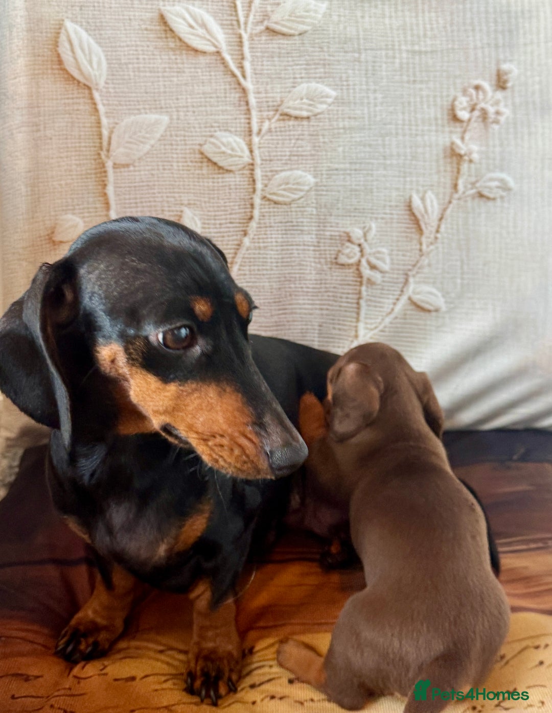 Dachshund dogs for sale: Mini dachshund puppies, PRA clear, health tested - Image 3