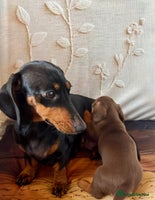 Dachshund dogs - Advert 15